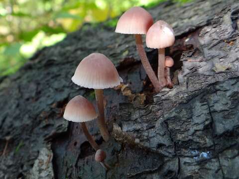 Image of Mycena haematopus (Pers.) P. Kumm. 1871