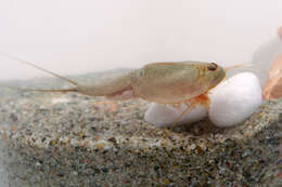 Image of Summer tadpole shrimp