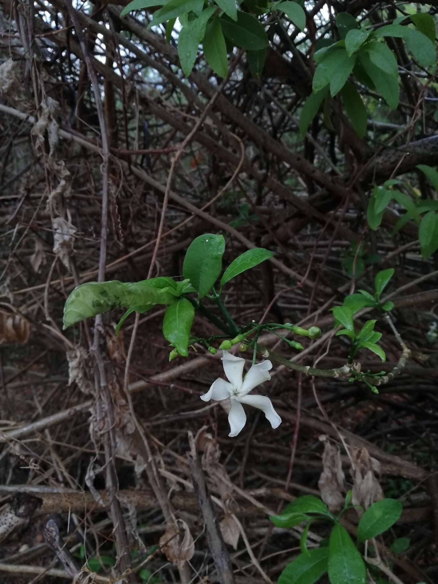 Image of Tabernaemontana amygdalifolia Jacq.