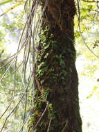 Imagem de Hymenophyllum flabellatum Labill.