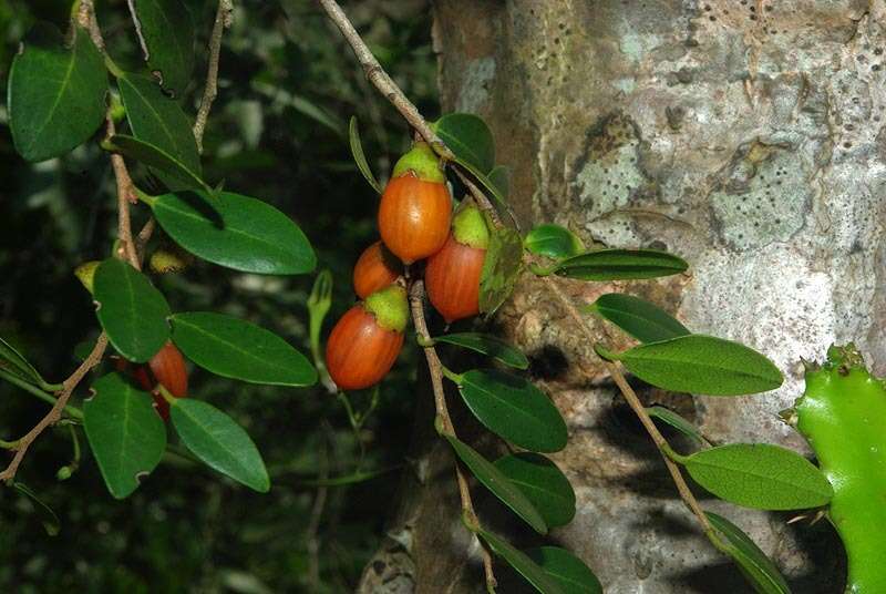 Image of Acorn diospyros