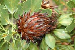 Imagem de Protea cynaroides (L.) L.