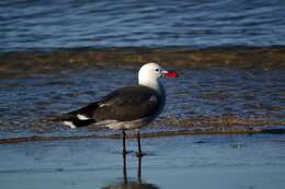 Image of Heermann's Gull