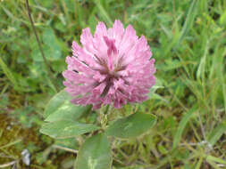 Image of Red Clover