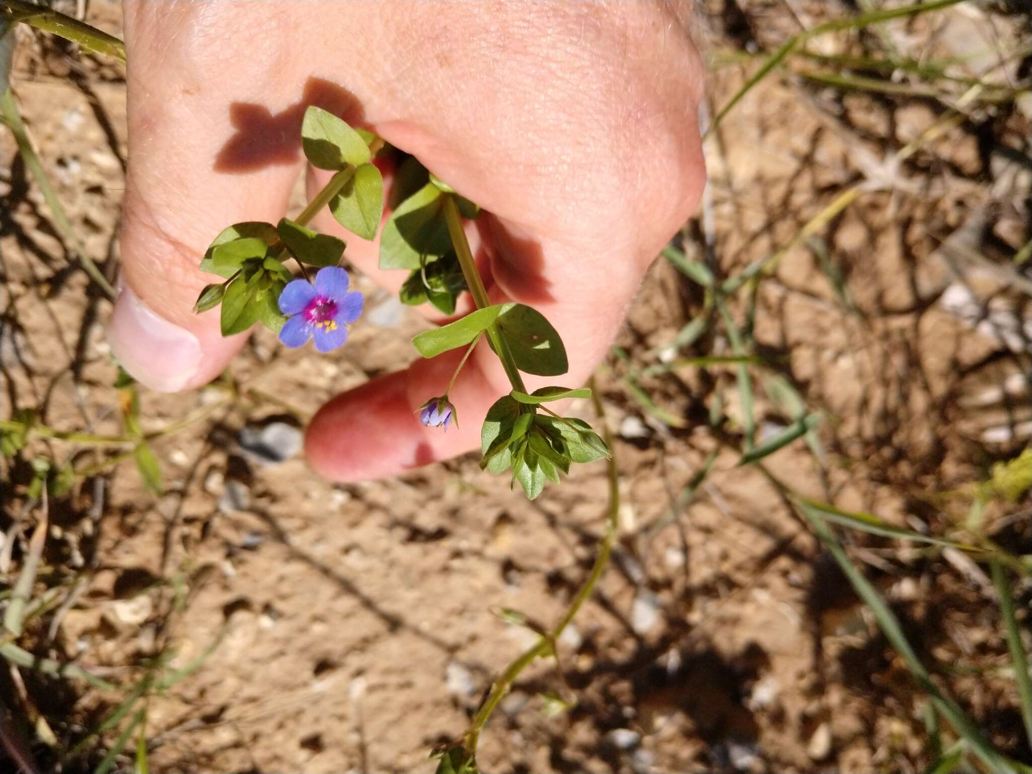 Imagem de Lysimachia foemina (Mill.) U. Manns & Anderb.