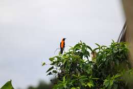 Image of Orange-backed Oriole