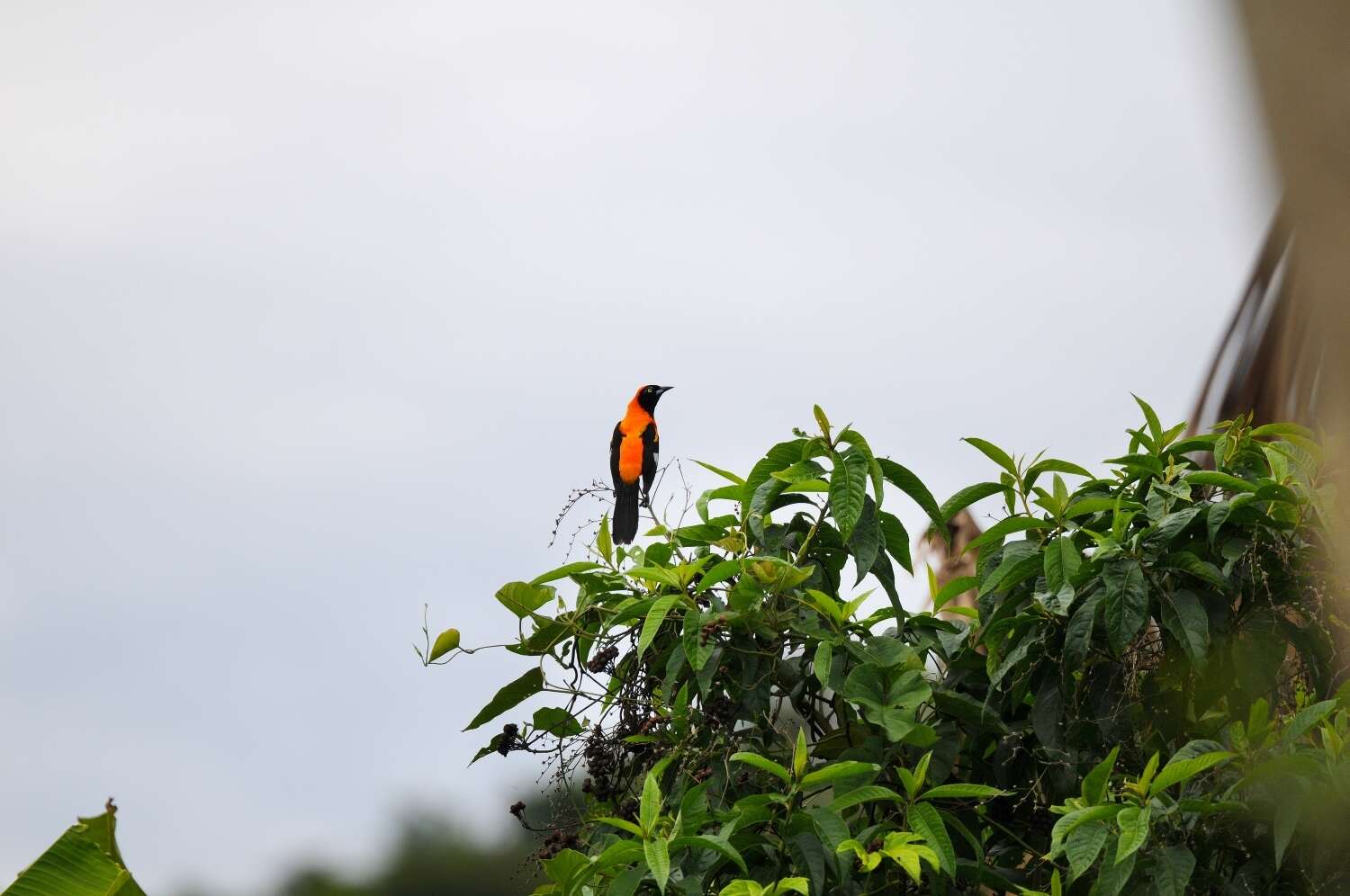 Image of Orange-backed Oriole