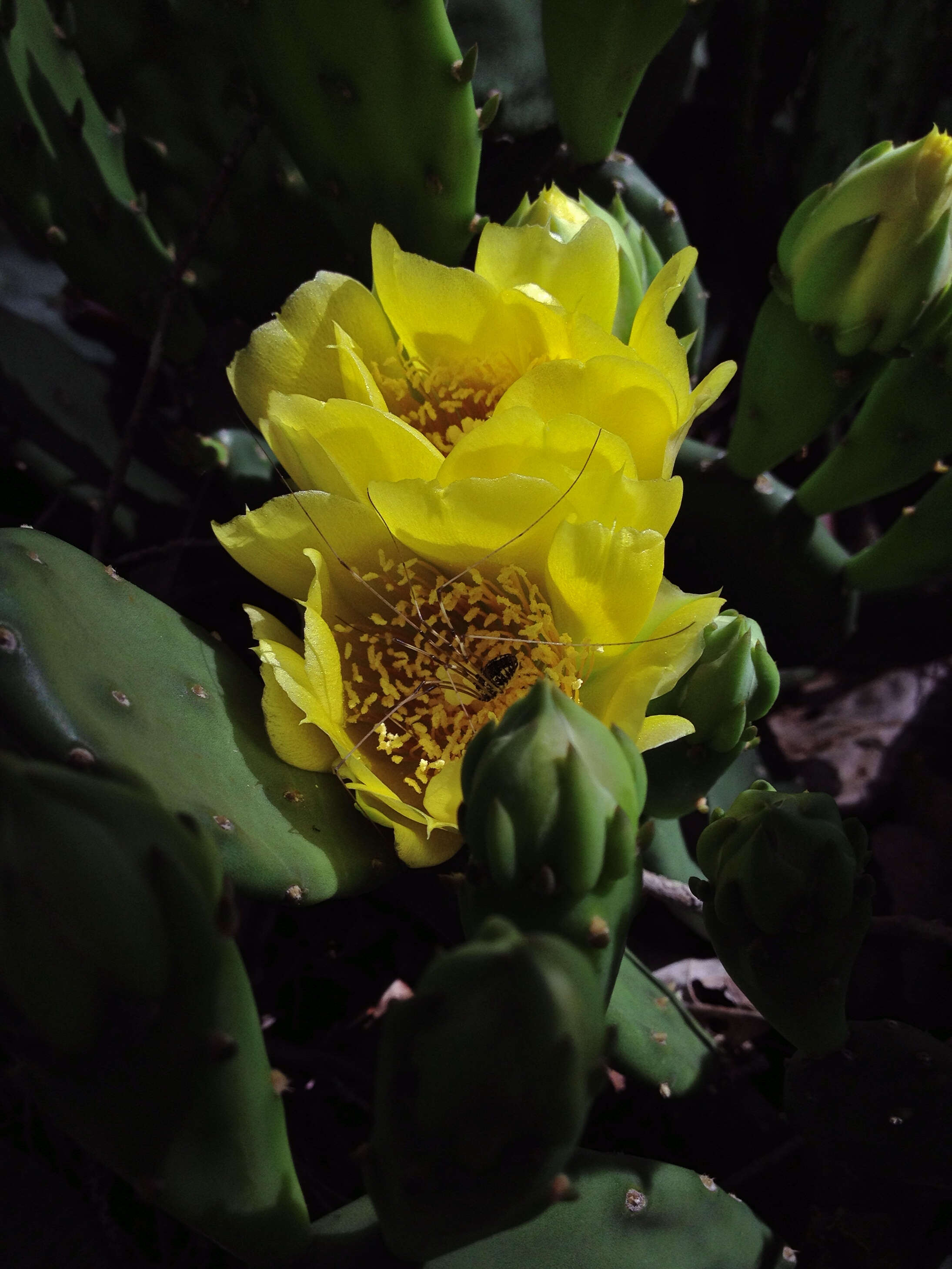 Image of Eastern Prickly Pear