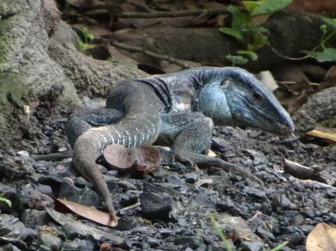 Image of Giant ameiva