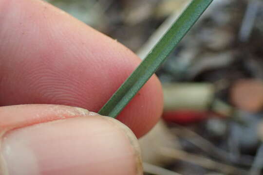 Image of Ornithogalum anguinum F. M. Leight. ex Oberm.