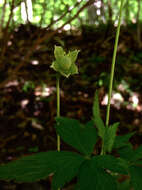 Image of tall thimbleweed