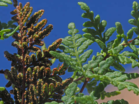 Image de Oeosporangium guanchicum (Bolle) Fraser-Jenk. & Pariyar