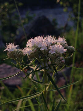 Image of narrowleaf mountainmint