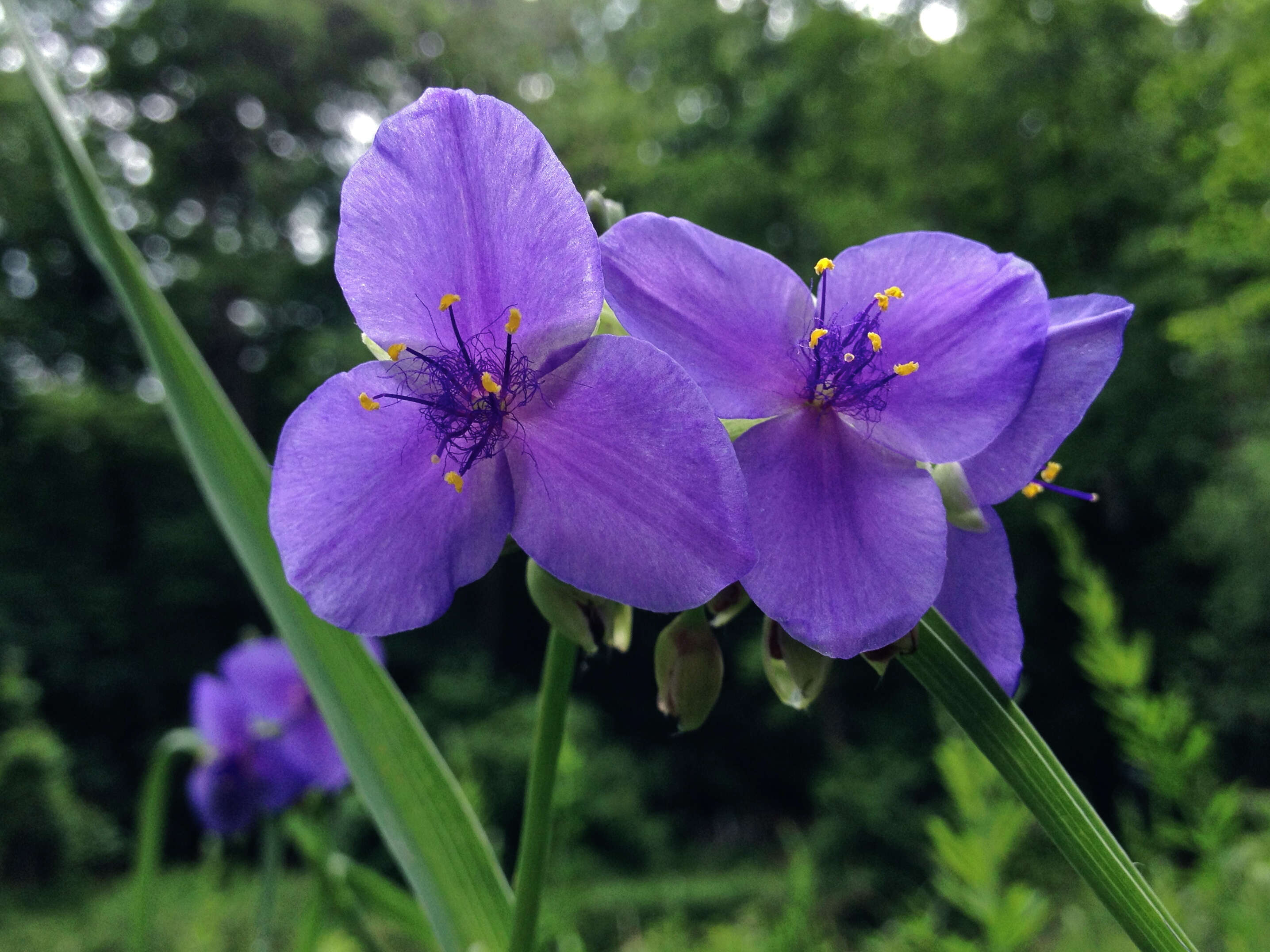 Слика од Tradescantia ohiensis Raf.