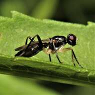 Image of Cordilura varipes (Walker 1849)