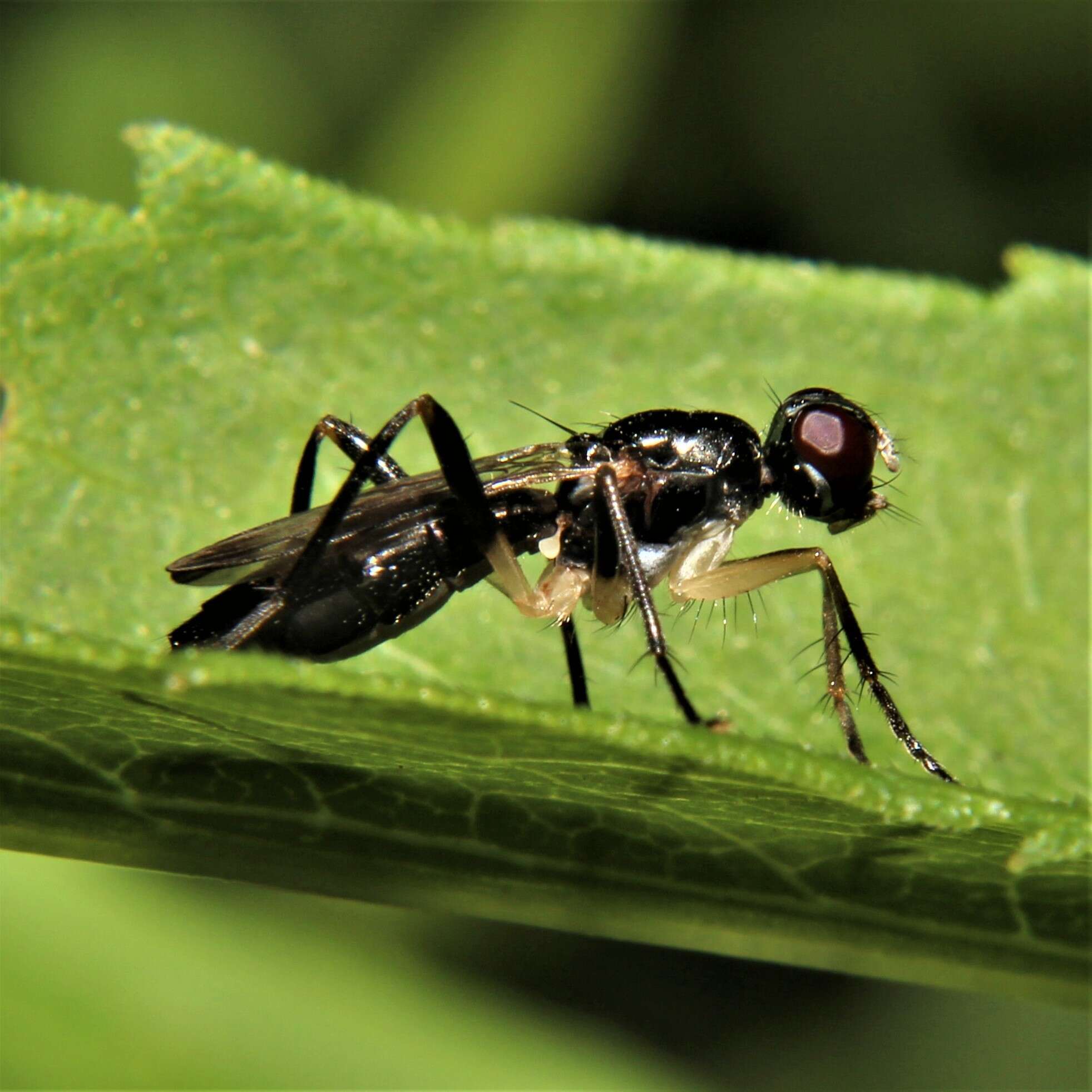 Cordilura varipes (Walker 1849)的圖片