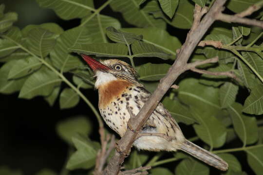 Nystalus maculatus (Gmelin & JF 1788) resmi