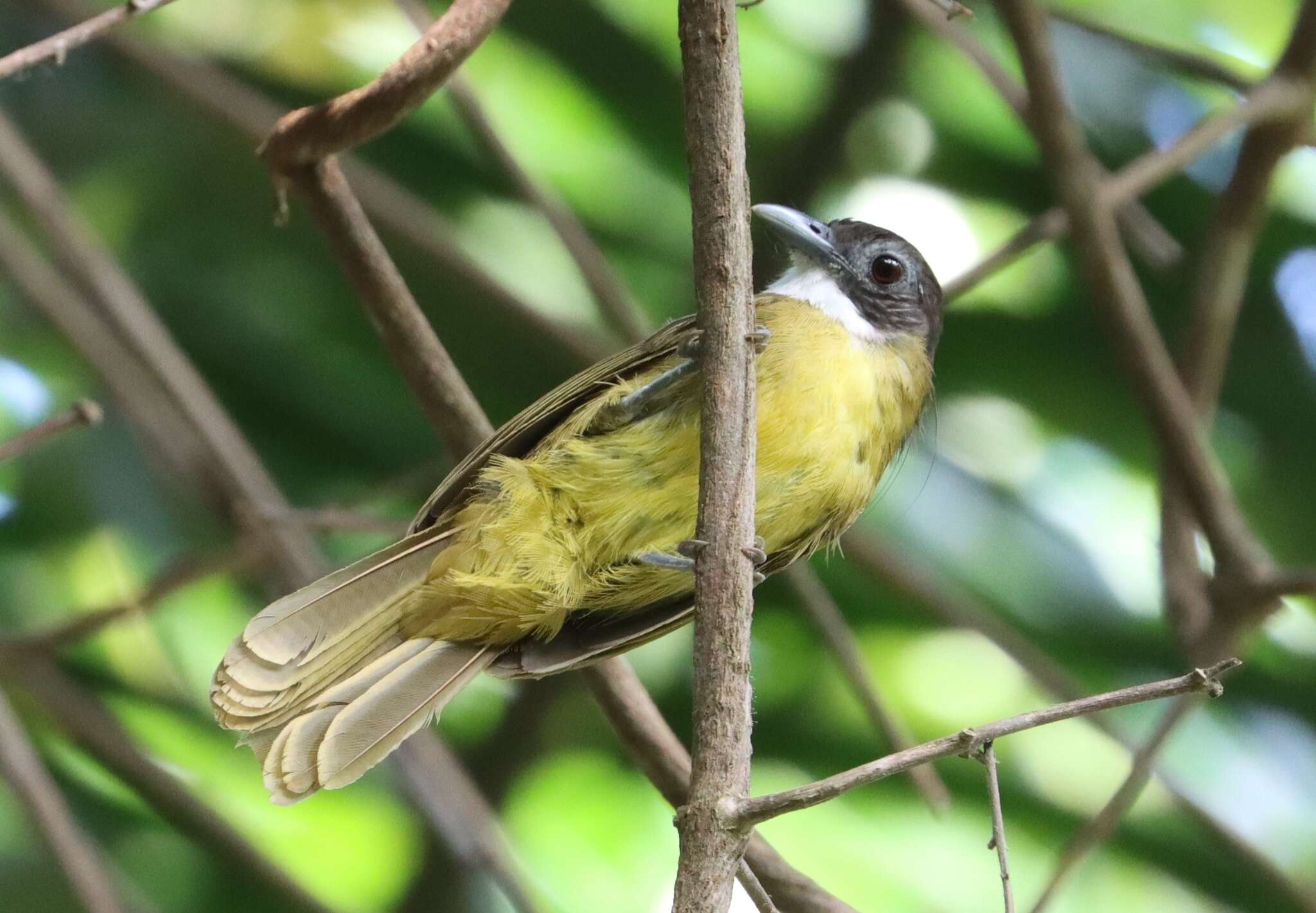 Слика од Criniger calurus (Cassin 1856)