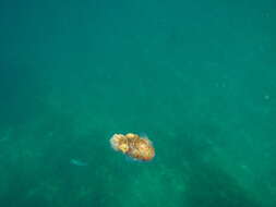 Image of Southern Bobtail Squid