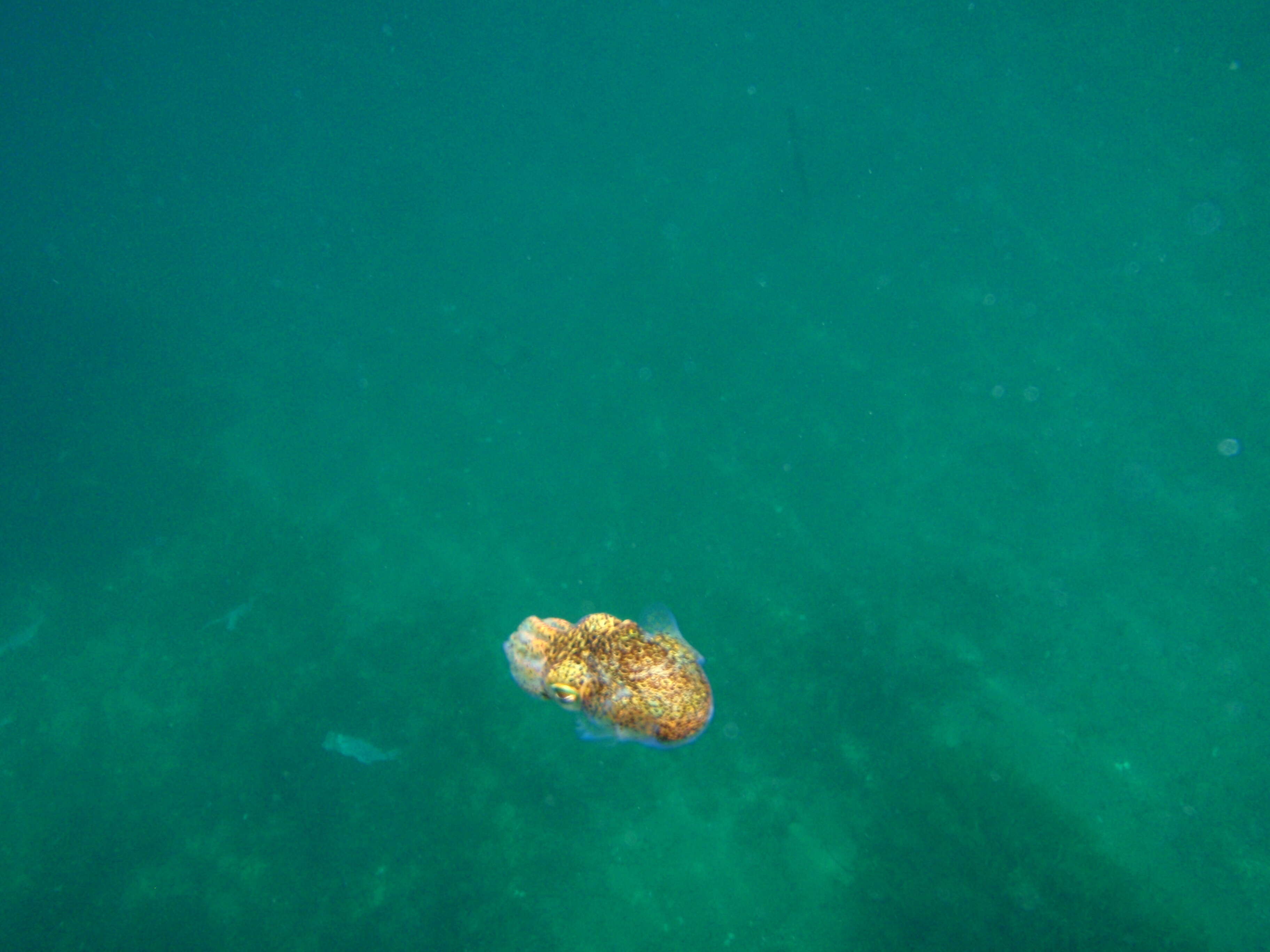 Image of Southern Bobtail Squid