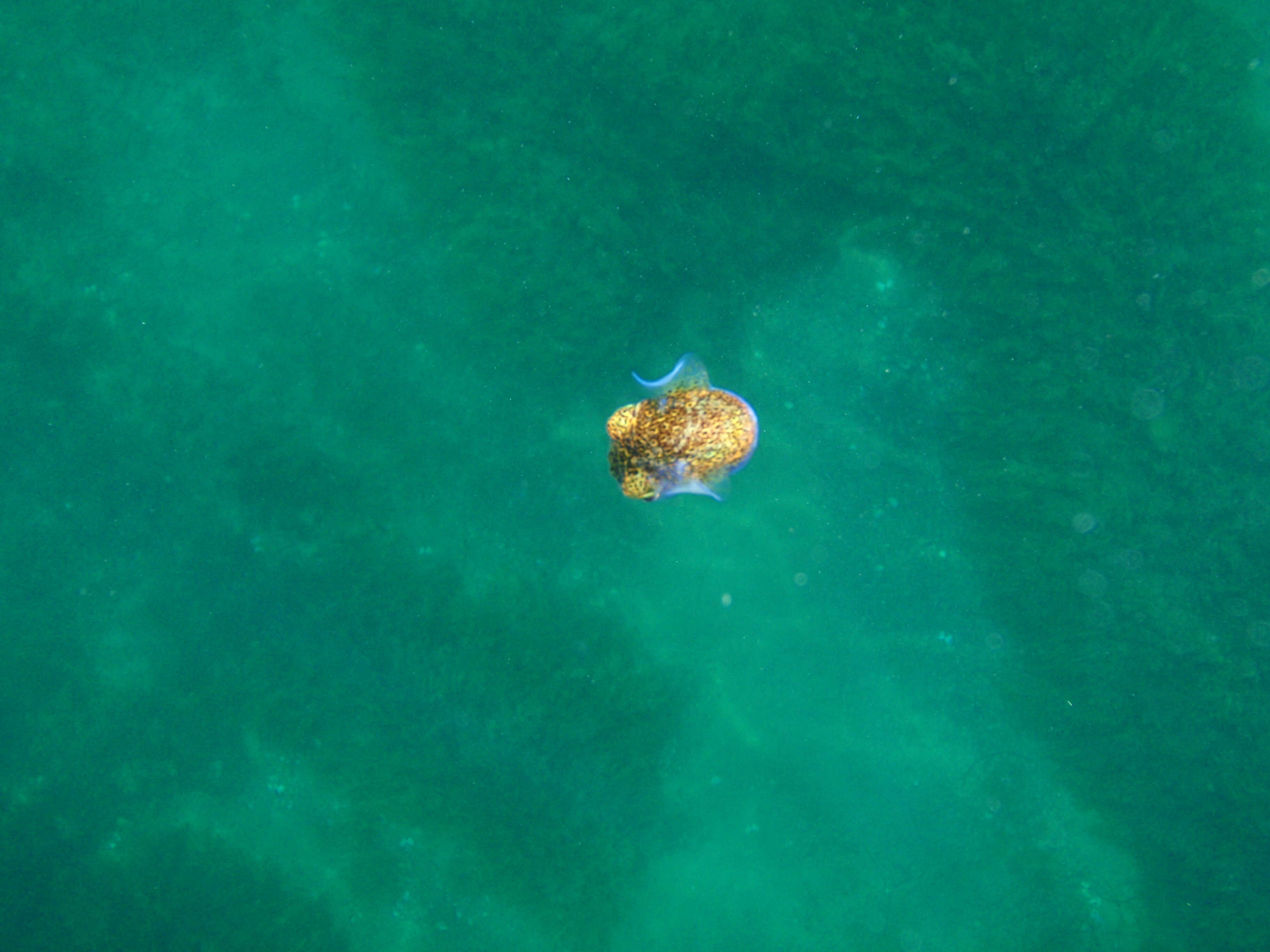 Image of Southern Bobtail Squid