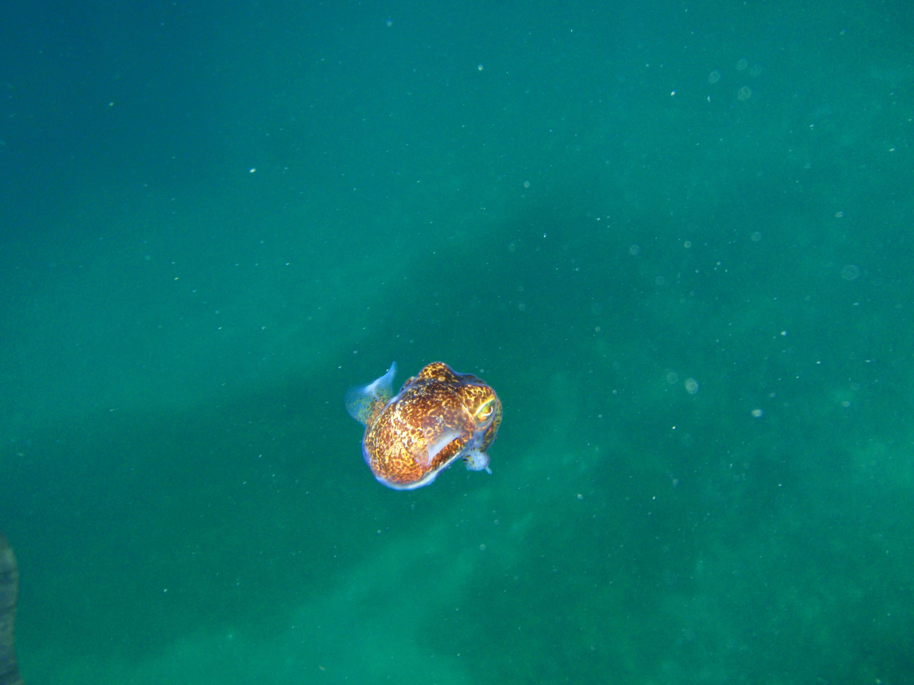 Image of Southern Bobtail Squid