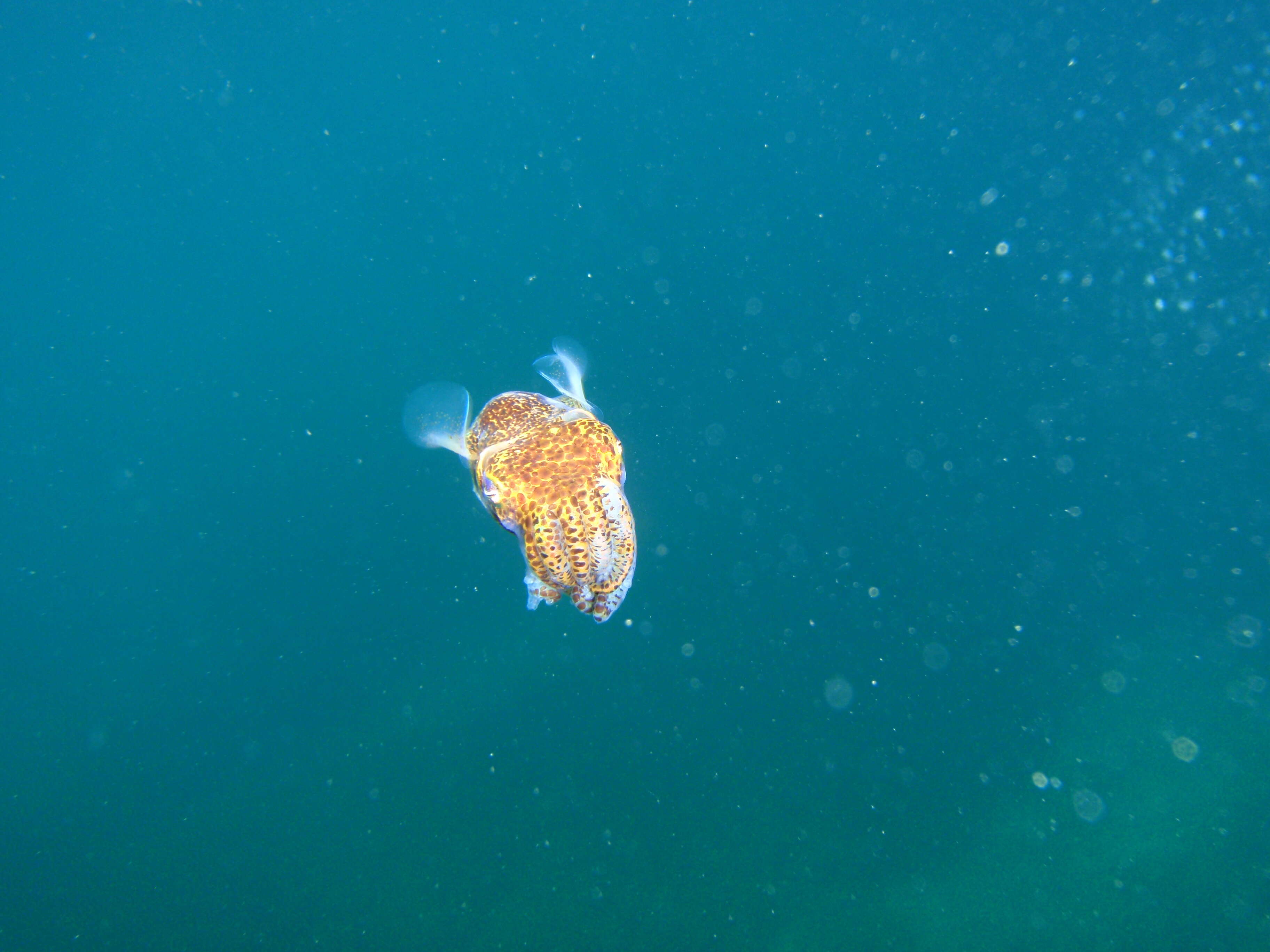 Image of Southern Bobtail Squid