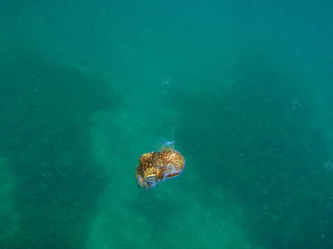 Image of Southern Bobtail Squid