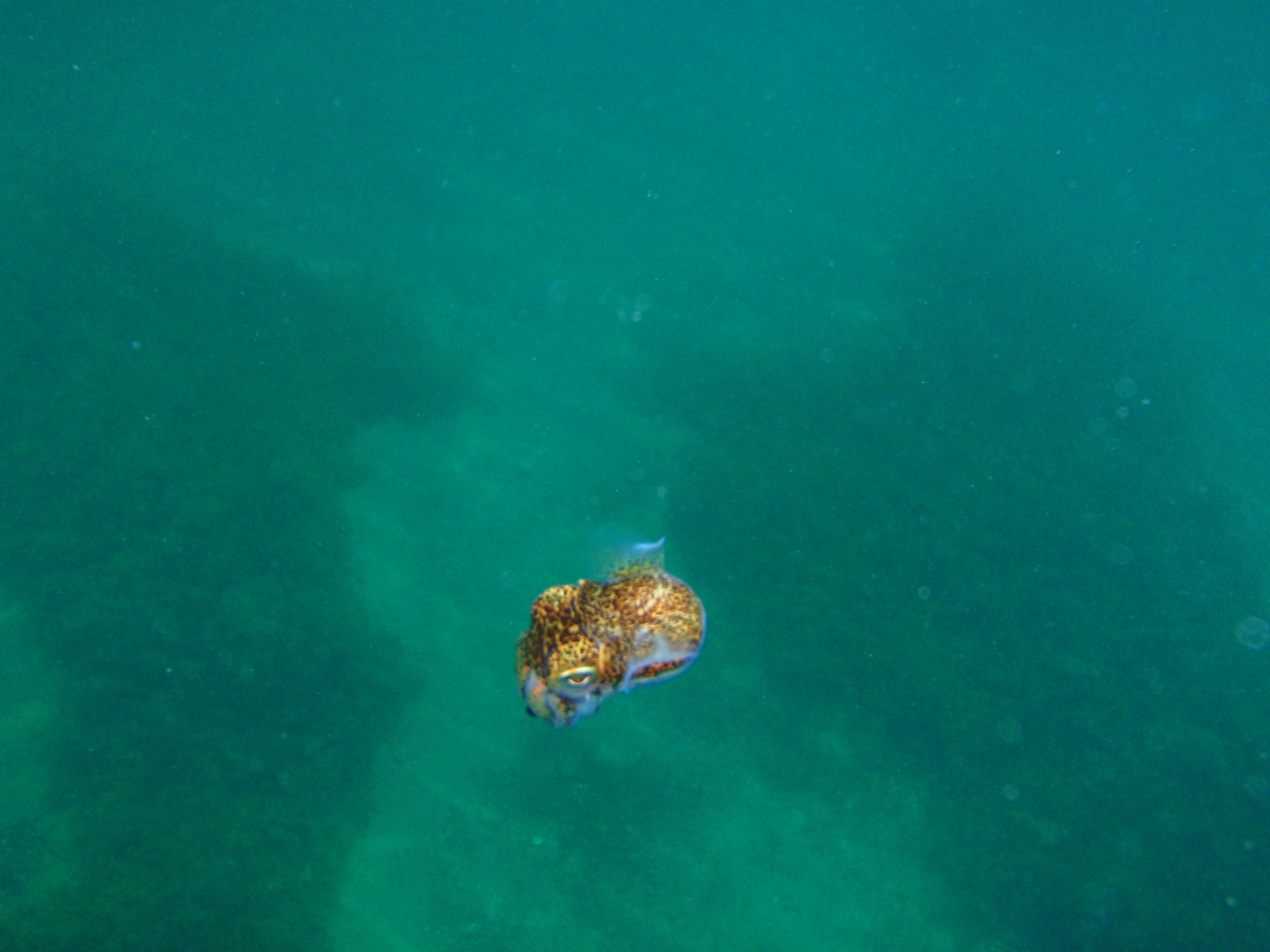 Image of Southern Bobtail Squid