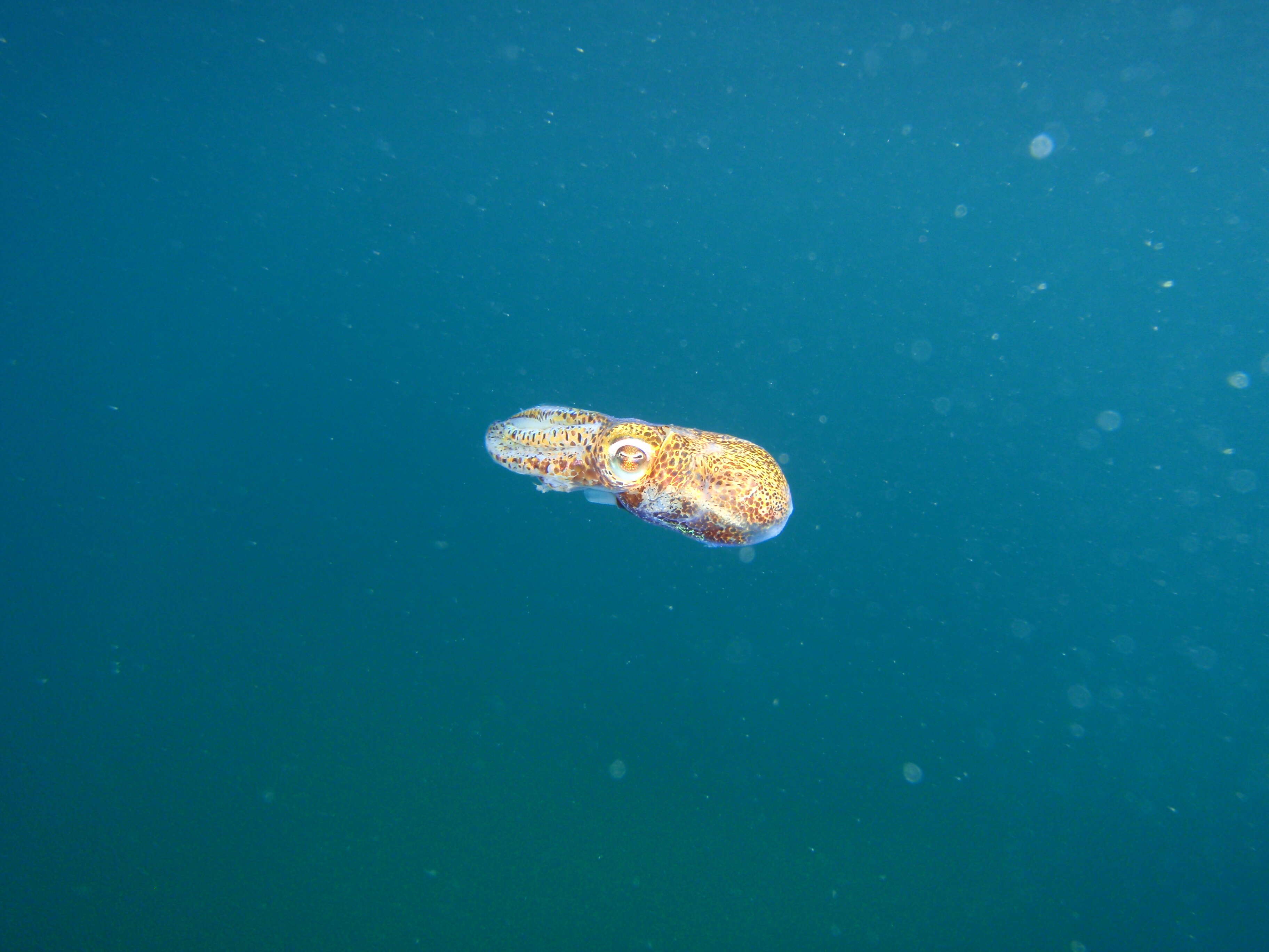 Image of Southern Bobtail Squid