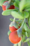 Image of Carolina desert-thorn