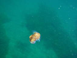 Image of Southern Bobtail Squid