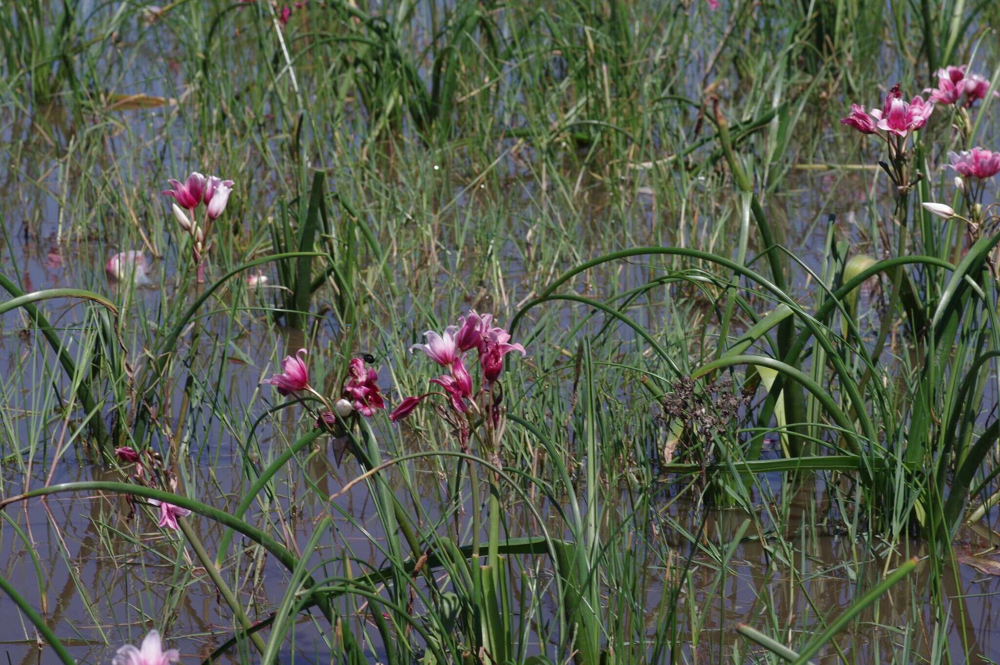 Imagem de Crinum campanulatum Herb.