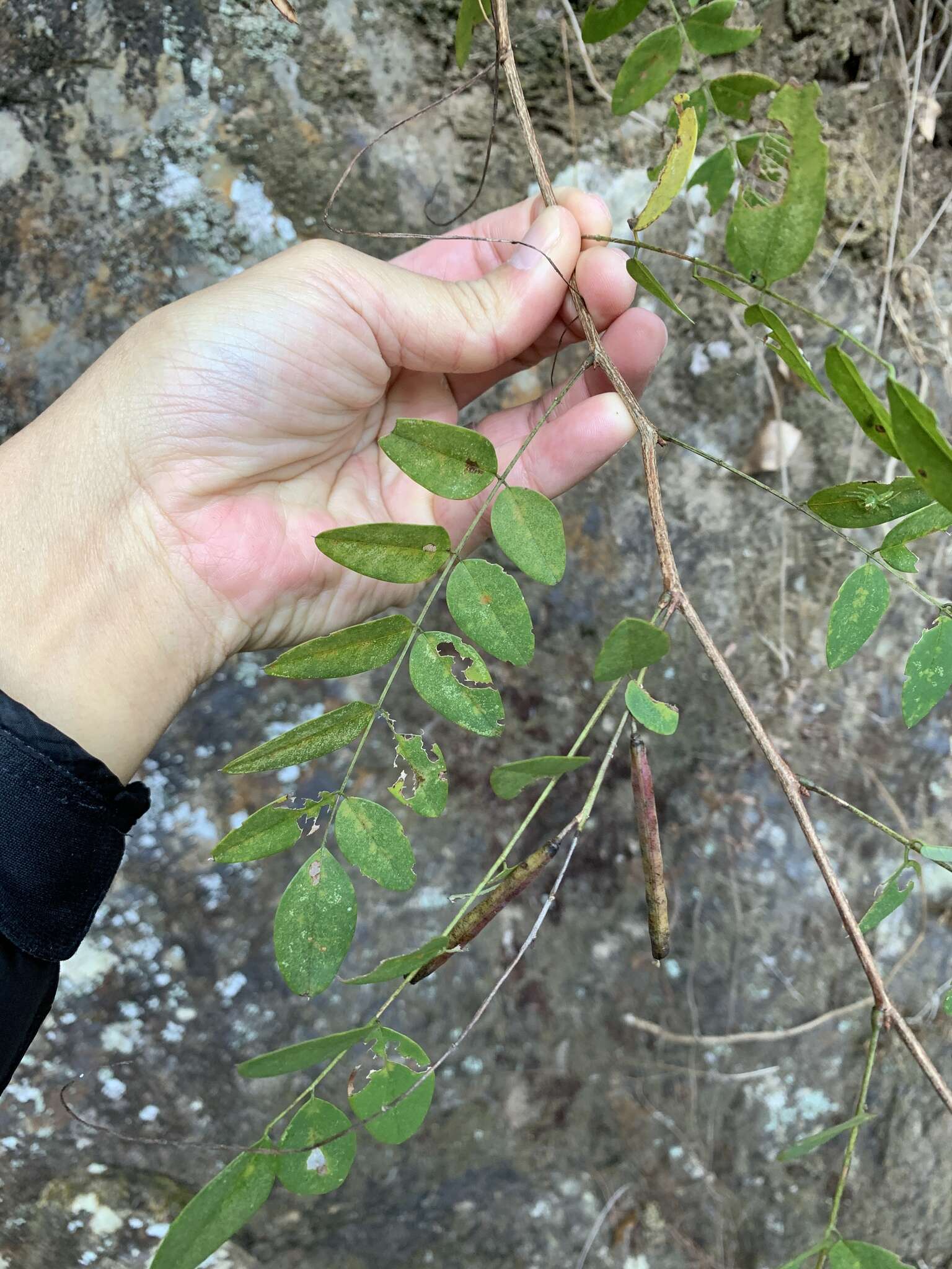 Indigofera venulosa Benth.的圖片