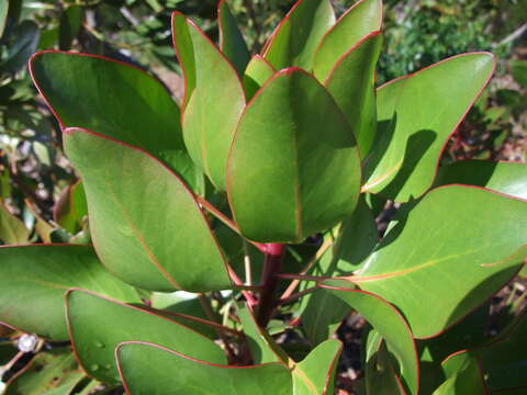 Imagem de Protea cynaroides (L.) L.