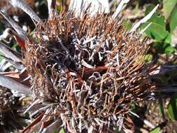 Imagem de Protea cynaroides (L.) L.