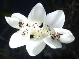 Image of Cape pondweed