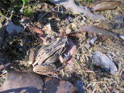 Image of Brown Frog