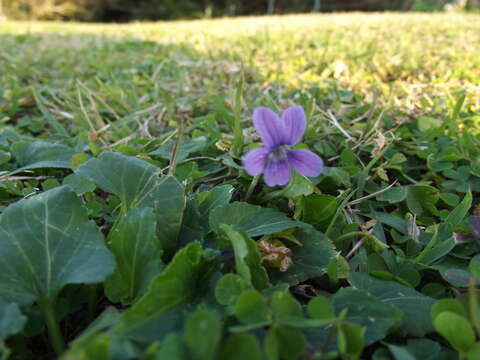 Image of Viola philippica var. pseudojaponica (Nakai) Y. S. Chen