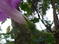 Plancia ëd Ipomoea silvicola House