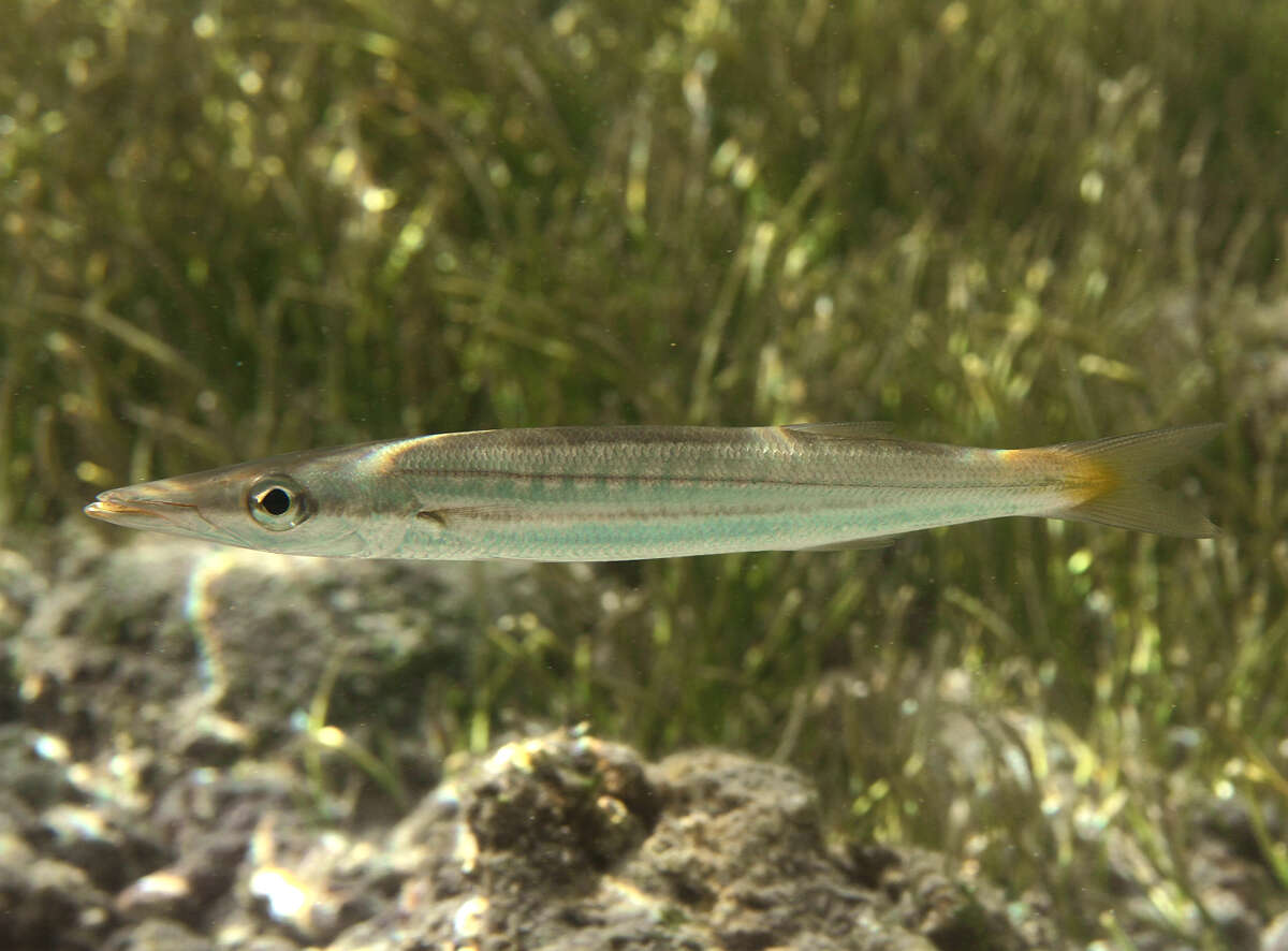 Image of Obtuse barracuda