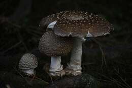 Image of Amanita ibotengutake T. Oda, C. Tanaka & Tsuda 2002