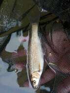 Image of Toscana stream chub