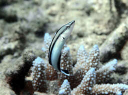 Image of Mimic Blenny