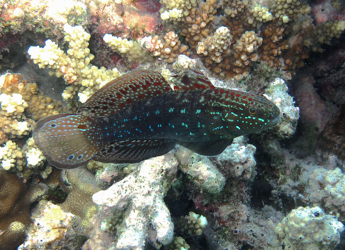 صورة Amblygobius semicinctus (Bennett 1833)