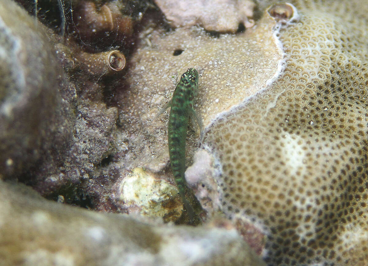 Image of sand dwarfgoby