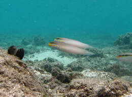 Image of Blueband goby