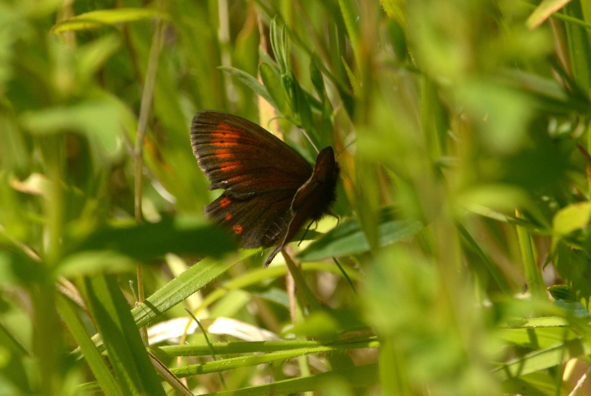 Image of Mountain Ringlet