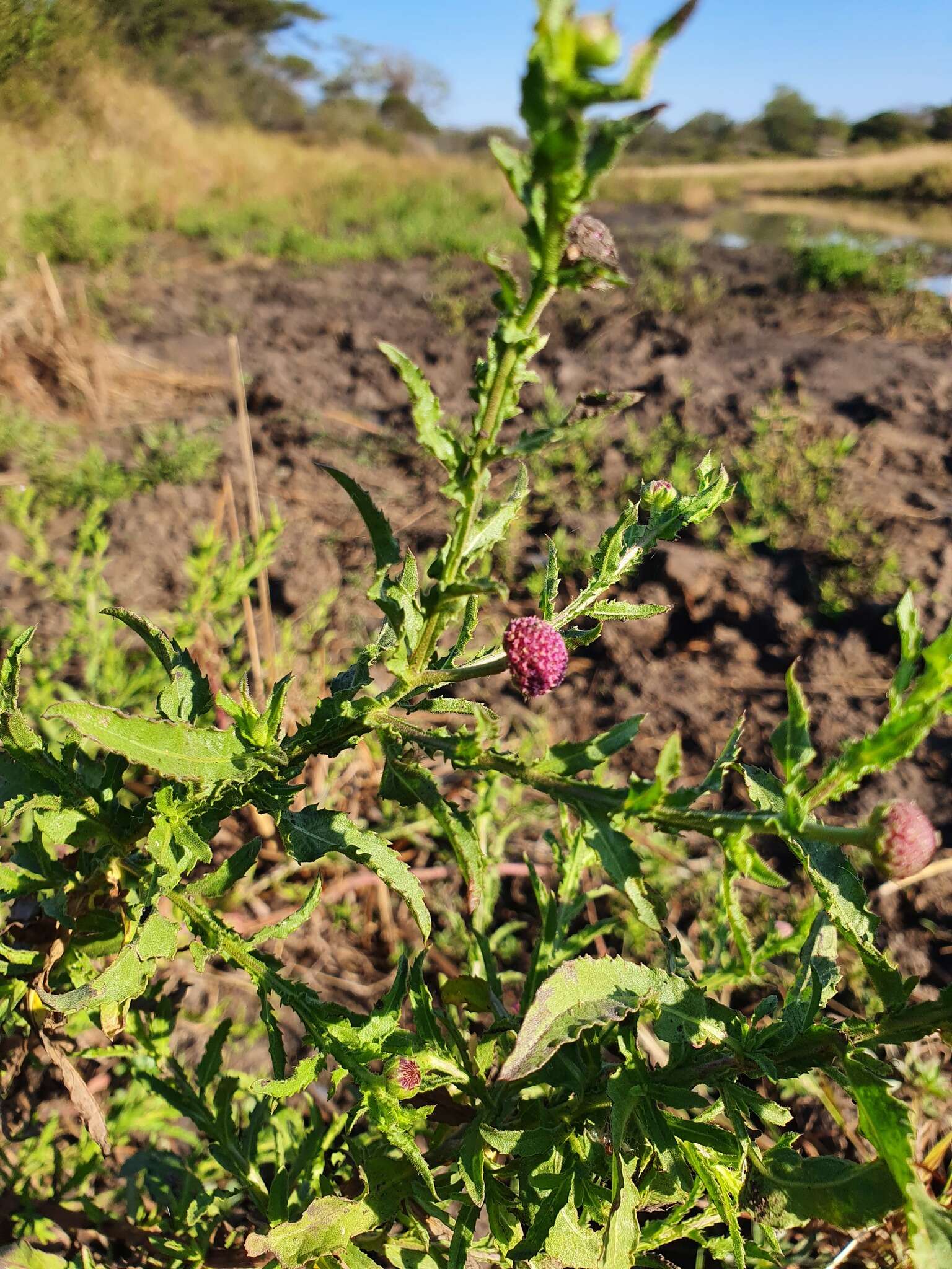 Plancia ëd Sphaeranthus peduncularis DC.