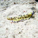 Image of Laing Island flatworm